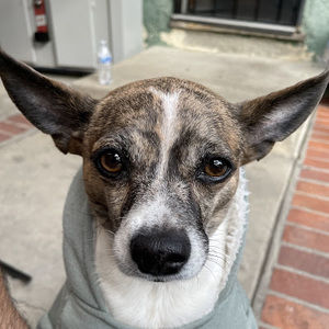 Meet your Posher, Genaro